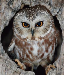 An owl sits in a tree